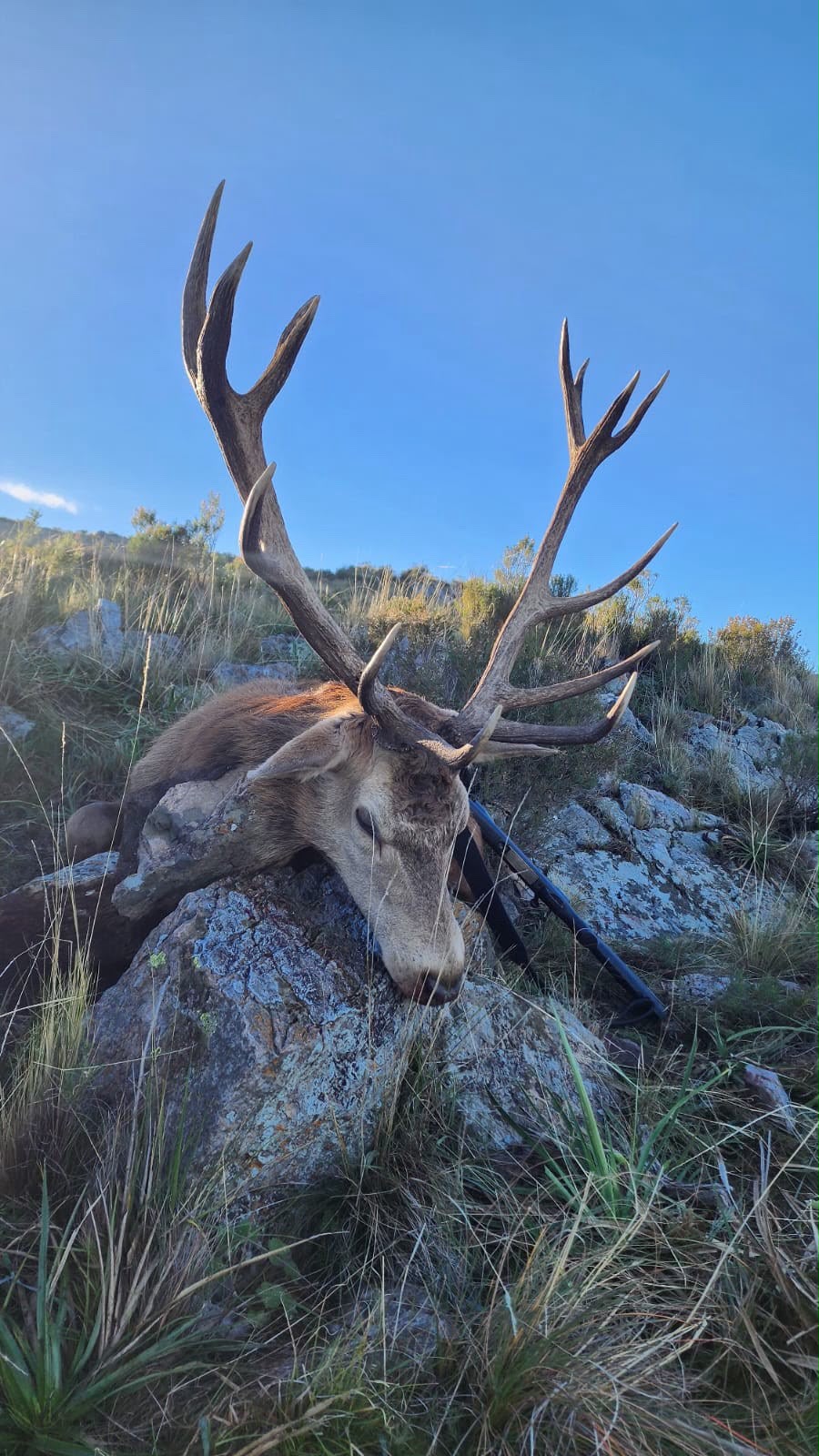 Ciervo Colorado en Sierra de la Ventana